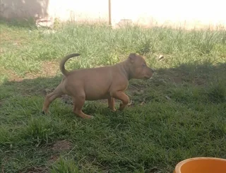 1x puppy still available