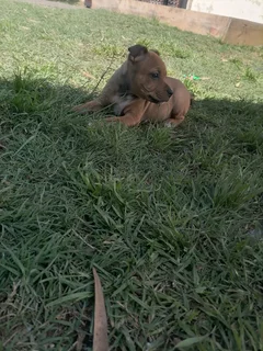 1x puppy still available