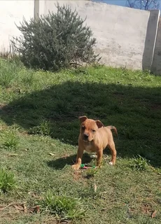 1x puppy still available