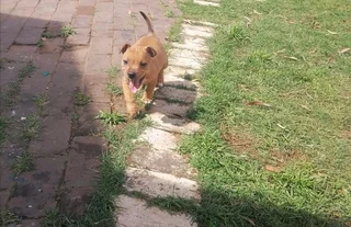 1x puppy still available