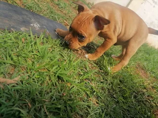 1x puppy still available