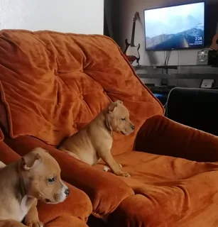 1x puppy still available