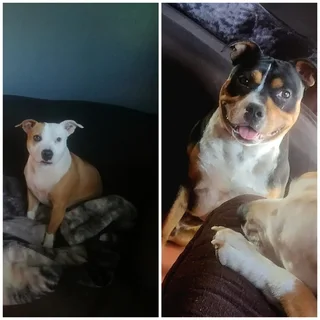 1x puppy still available