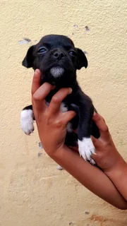 Chihuahua Pug (Chug) for sale!