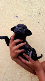 Chihuahua Pug (Chug) for Sale!