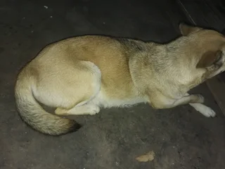 Puppiea - Ad posted by Cookie Iyer