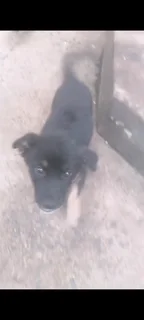 Puppiea - Ad posted by Cookie Iyer