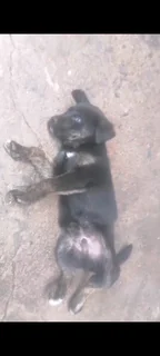 Puppiea - Ad posted by Cookie Iyer