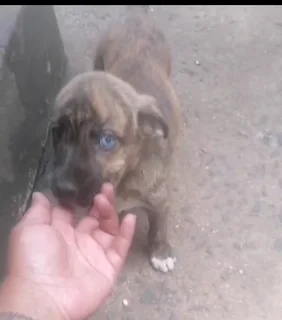 Puppiea - Ad posted by Cookie Iyer