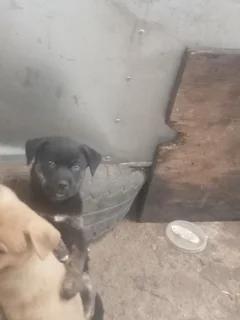 Puppiea - Ad posted by Cookie Iyer