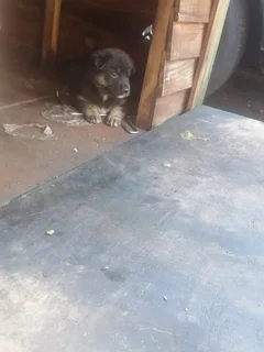 Puppiea - Ad posted by Cookie Iyer