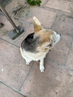 Dog for sale Husky Labrador mix