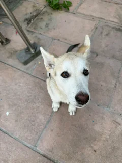 Dog for sale Husky Labrador mix