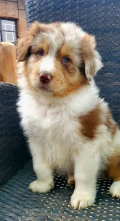 Australian shepherd
