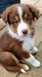 Australian shepherd