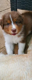 Australian shepherd