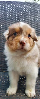 Australian shepherd