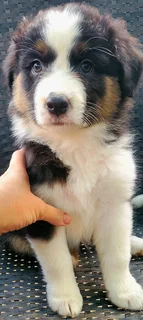 Australian shepherd