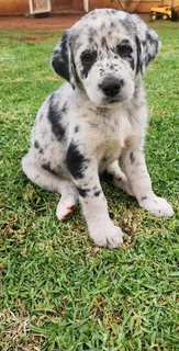 Australian shepherd