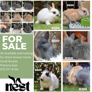 Beautiful Small Breed Bunnies