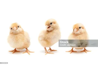 Chicks for sale