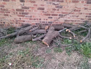 Firewood at Lombardy