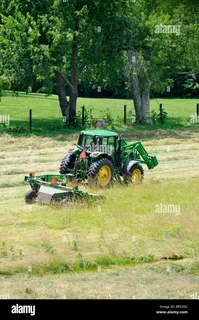 Cutting Grass, Trees and Cleaning