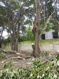 Trees Cutting, Grass. We Remove Unwanted Trees