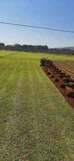 LM and Kikuyu grass.