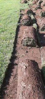 Instant lawn.(LM and kikuyu grass)