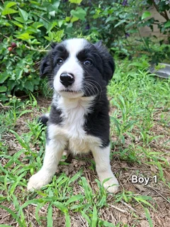 Purebred Border Collie Puppies for Sale