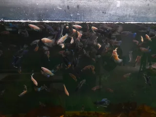 betta fish R30 2-3cm