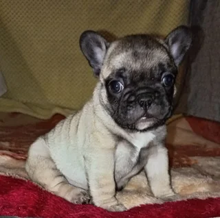 French Bulldog Puppies