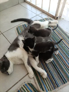 4 kittens to sell