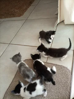 4 kittens to sell