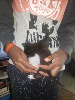 4 kittens to sell