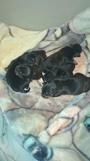 Dashhound puppies