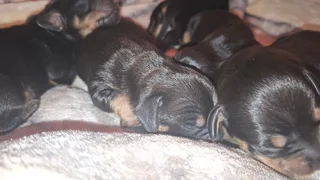 Dashhound puppies