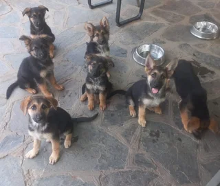 Pure Bred German Shepherd Puppies