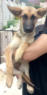 Pure Bred German Shepherd Puppies