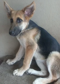 Pure Bred German Shepherd Puppies