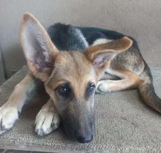 Pure Bred German Shepherd Puppies