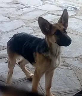 Pure Bred German Shepherd Puppies