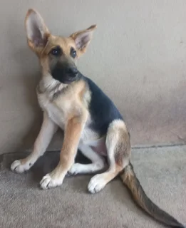 Pure Bred German Shepherd Puppies