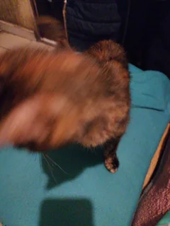 Cat - Ad posted by cympathy hlotywa