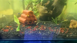 Red Shrimp