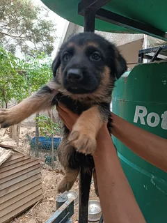 German shepherd pure breed