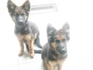 German Shepherd Pure Breed Pups