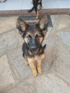 German Shepherd Pure Breed Pups