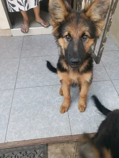 German Shepherd Pure Breed Pups